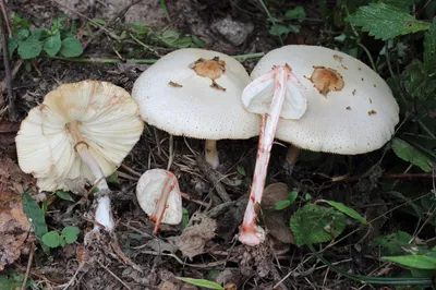 산림청, 가을철 야생버섯 독성 주의보 발령